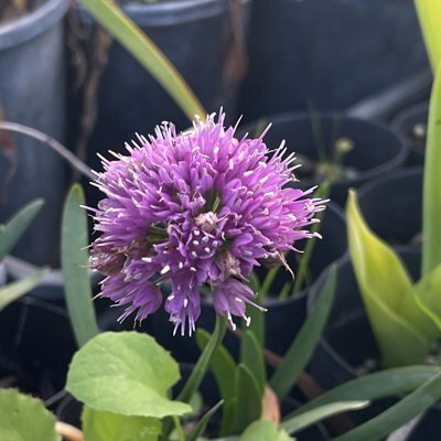 Allium 'Millenium'