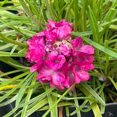 Armeria maritima Rosea