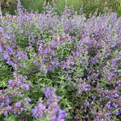 Nepeta Walkers Blue