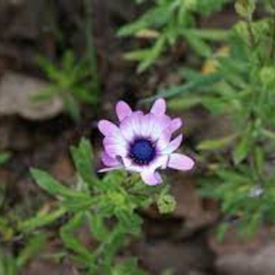 Osteospermum 'Unicorn’