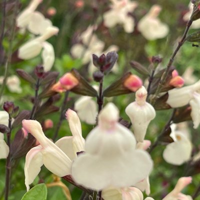 Salvia greggii 'Pumpkin'