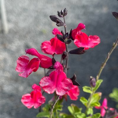 Salvia greggii 'Navaho Red'