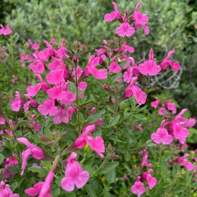 Salvia microphylla 'Flare'