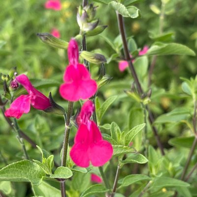 Salvia microphylla 'Christine's Surprise'