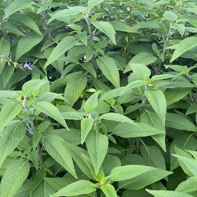 Salvia leucantha ‘Midnight’ x elegans 'Anthony Parker'