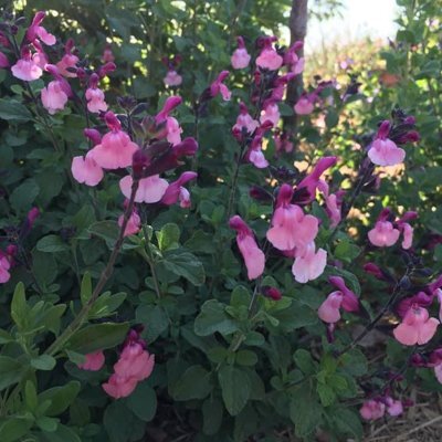 Salvia microphylla 'Faye Shann'