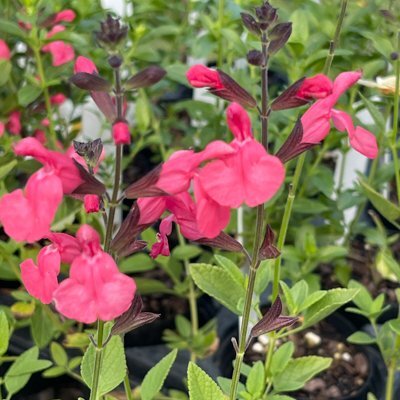 Salvia microphylla 'Groves Flamenco'