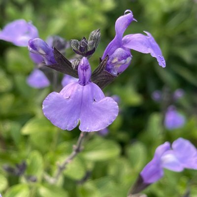 Salvia microphylla 'Sheridan'