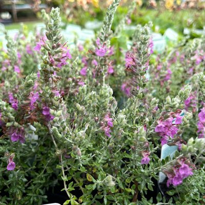 Teucrium marum 'Cat Thyme'