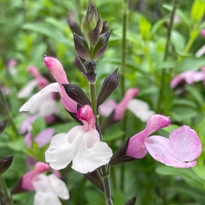 Salvia microphylla x greggii 'Denver'