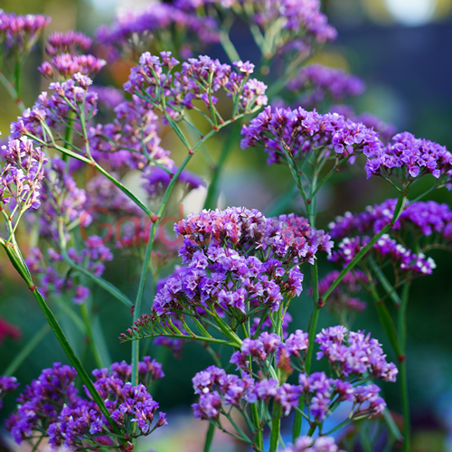 Limonium perezii