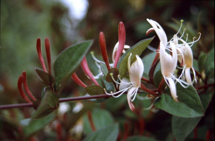 Lonicera japonica var. repens