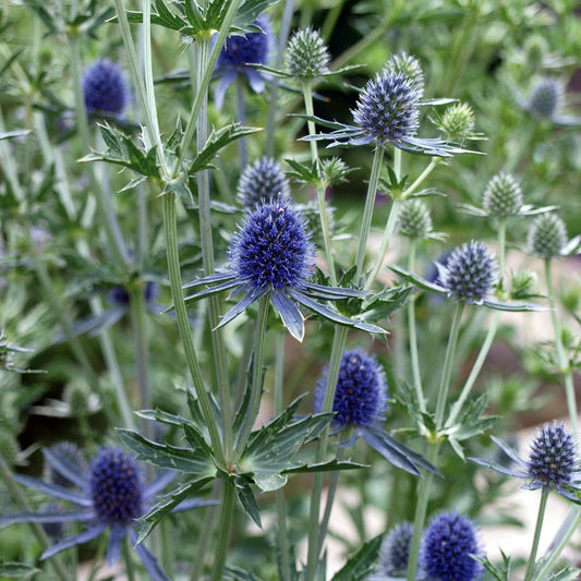 Eryngium planum