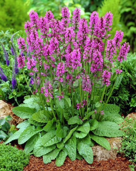 Stachys monieri 'Hummelo'