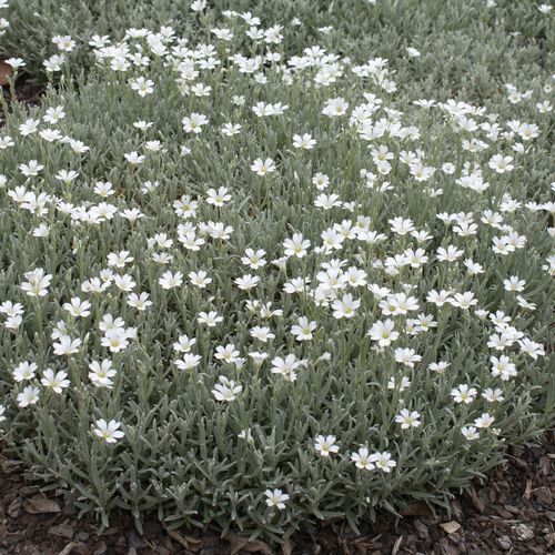 Cerastium tomentosum 'Snow in Summer'