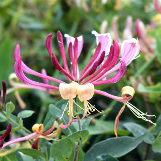 Lonicera periclymenum 'Serotina'