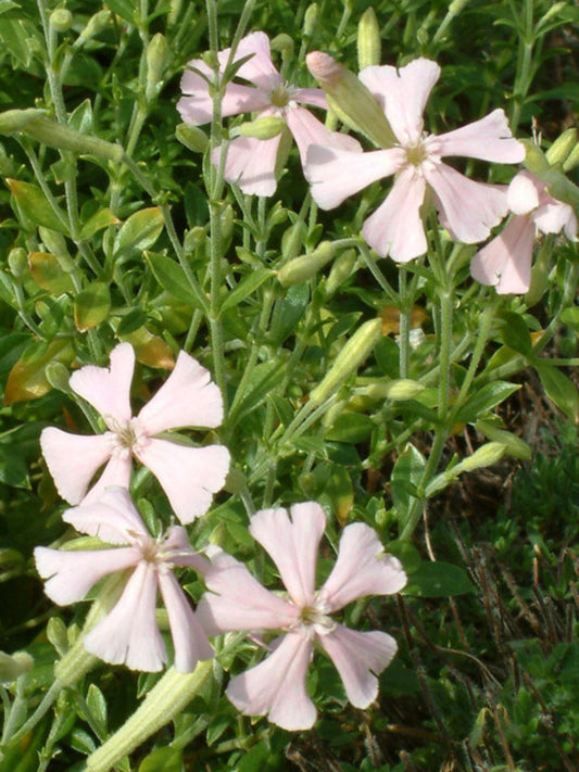 Silene schafta 'Shell Pink'