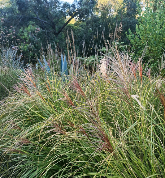 Miscanthus 'Hiawatha'