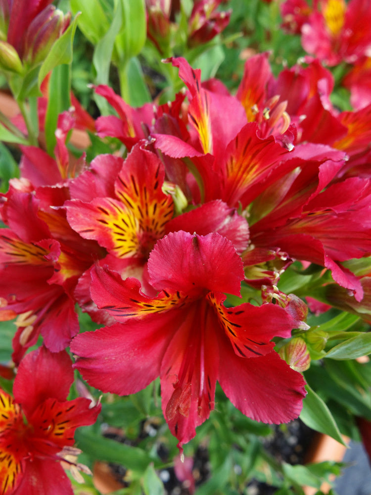 Alstroemeria 'King Cardinal'