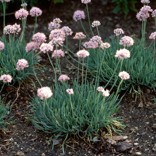 Allium senescens ssp. glaucum