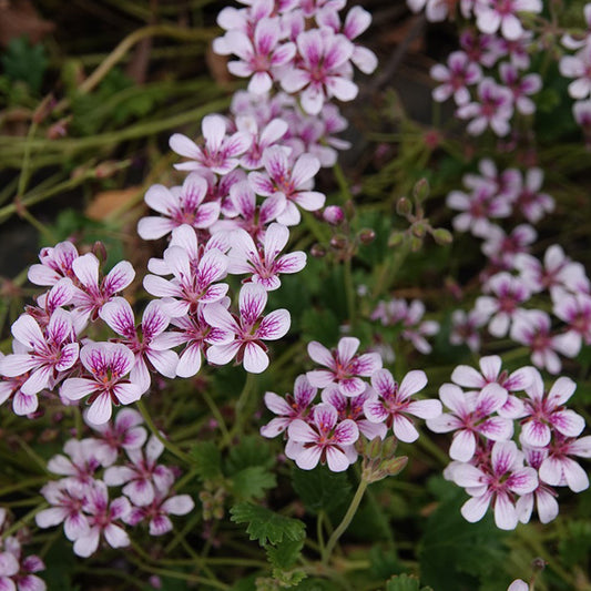 Pelargonium Edna Walling Pop Up