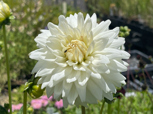 Dahlia 'Clearview Tammy'