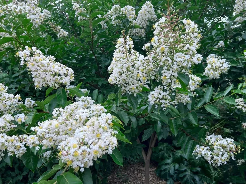 Lagerstroemia 'Natchez'