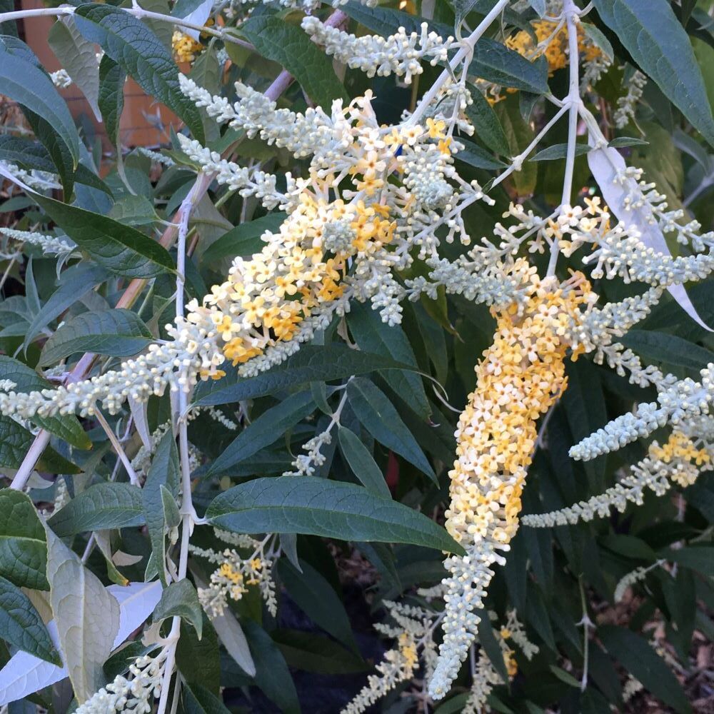 Buddleja madagascariensis x asiatica ‘Wattlebird’