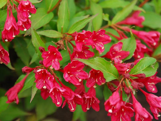 Weigela flordia 'Eva Rathke'