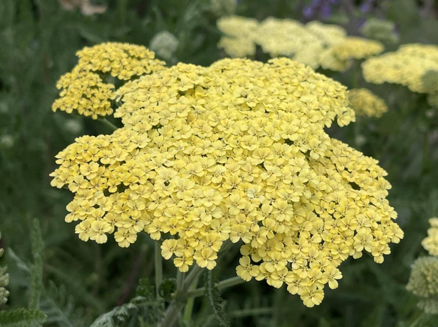 Achillea millefolium 'Credo'