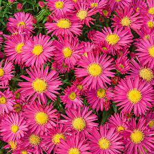 Aster novi-belgii 'Winston Churchill'