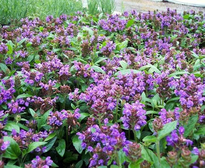 Prunella grandiflora 'Purple Loveliness'