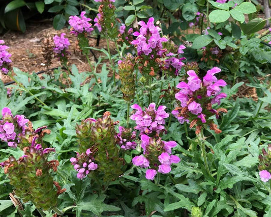 Prunella incisa 'Rubra'