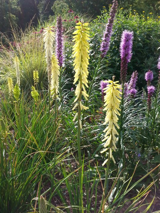 Kniphofia 'Little Maid'