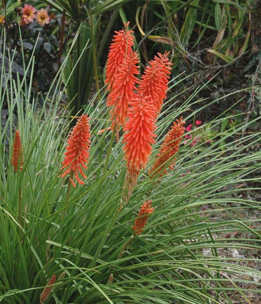 Kniphofia 'Nancy Red'