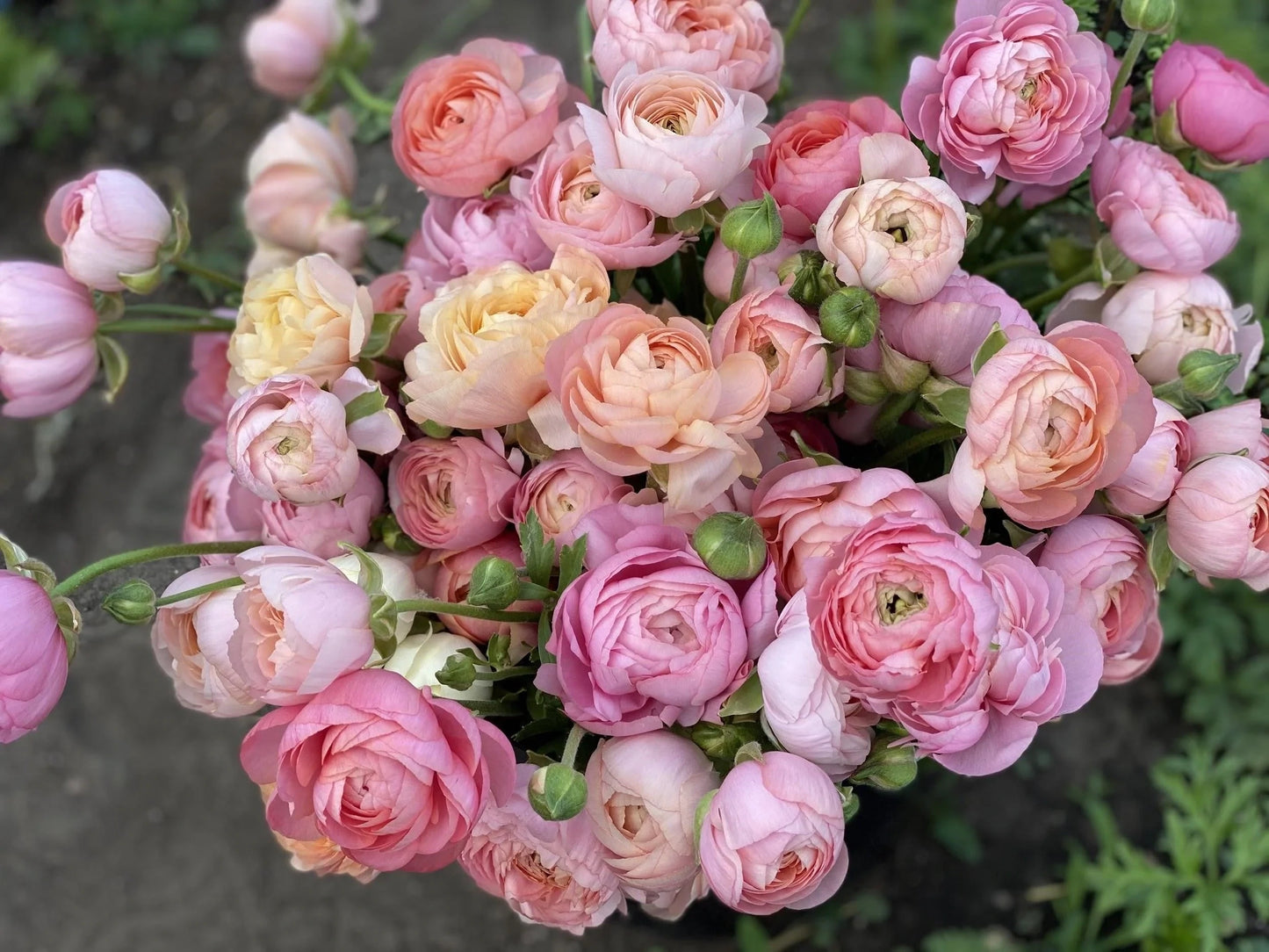 Italian Ranunculus Pastello