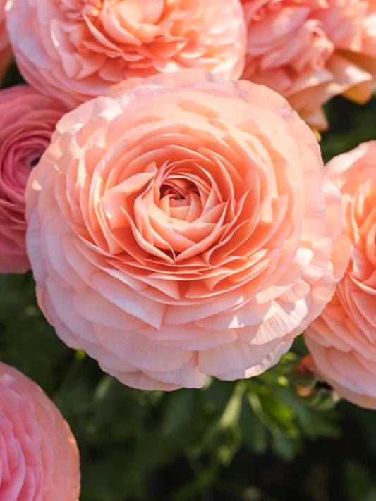 Italian Ranunculus Salmon Pink