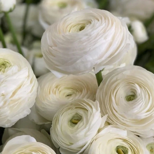 Italian Ranunculus Blanco