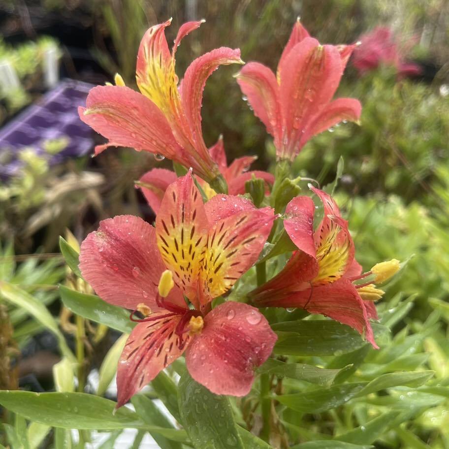 Alstroemeria 'Appel Bloesem'