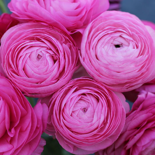 Italian Ranunculus Fabio Marshmallow