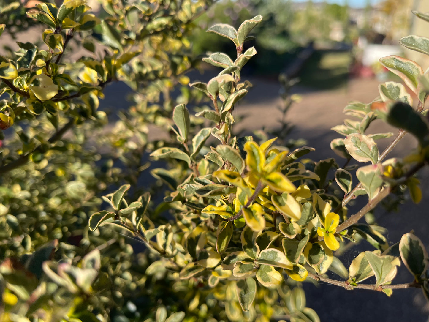 Ligustrum undulatum 'Sunny'