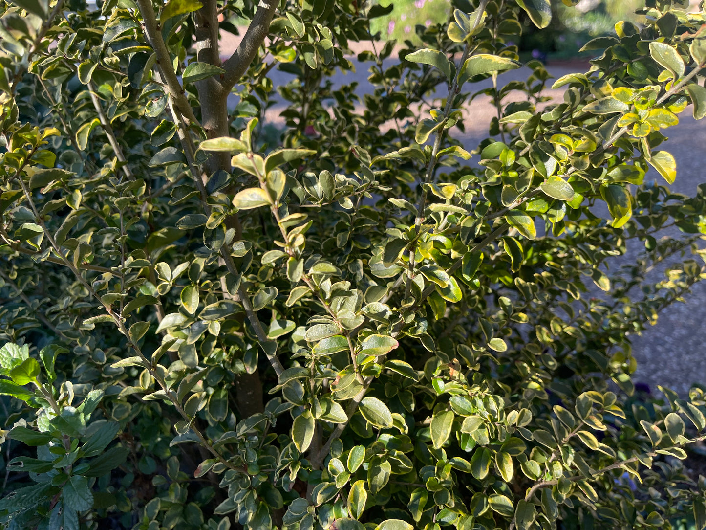 Ligustrum undulatum 'Sunny'