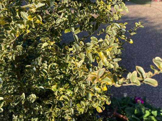 Ligustrum undulatum 'Sunny'