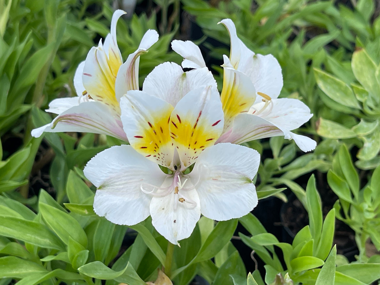 Alstroemeria 'Summer Sky'