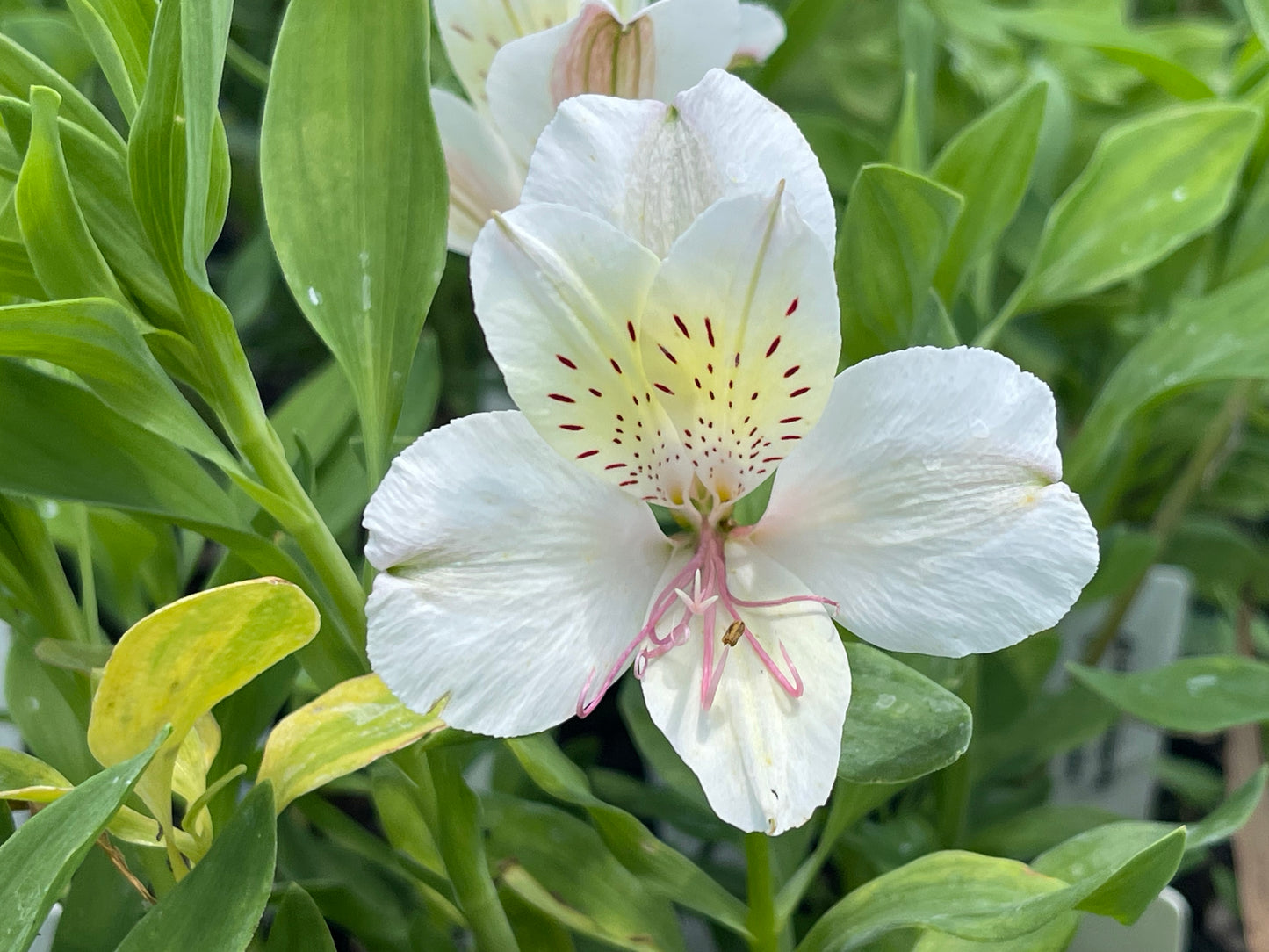 Alstroemeria 'Peppermint'