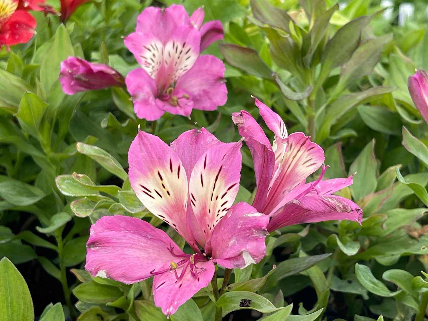 Alstroemeria 'Summer Saint'