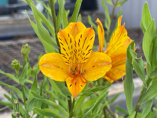 Alstroemeria 'Yellow King'