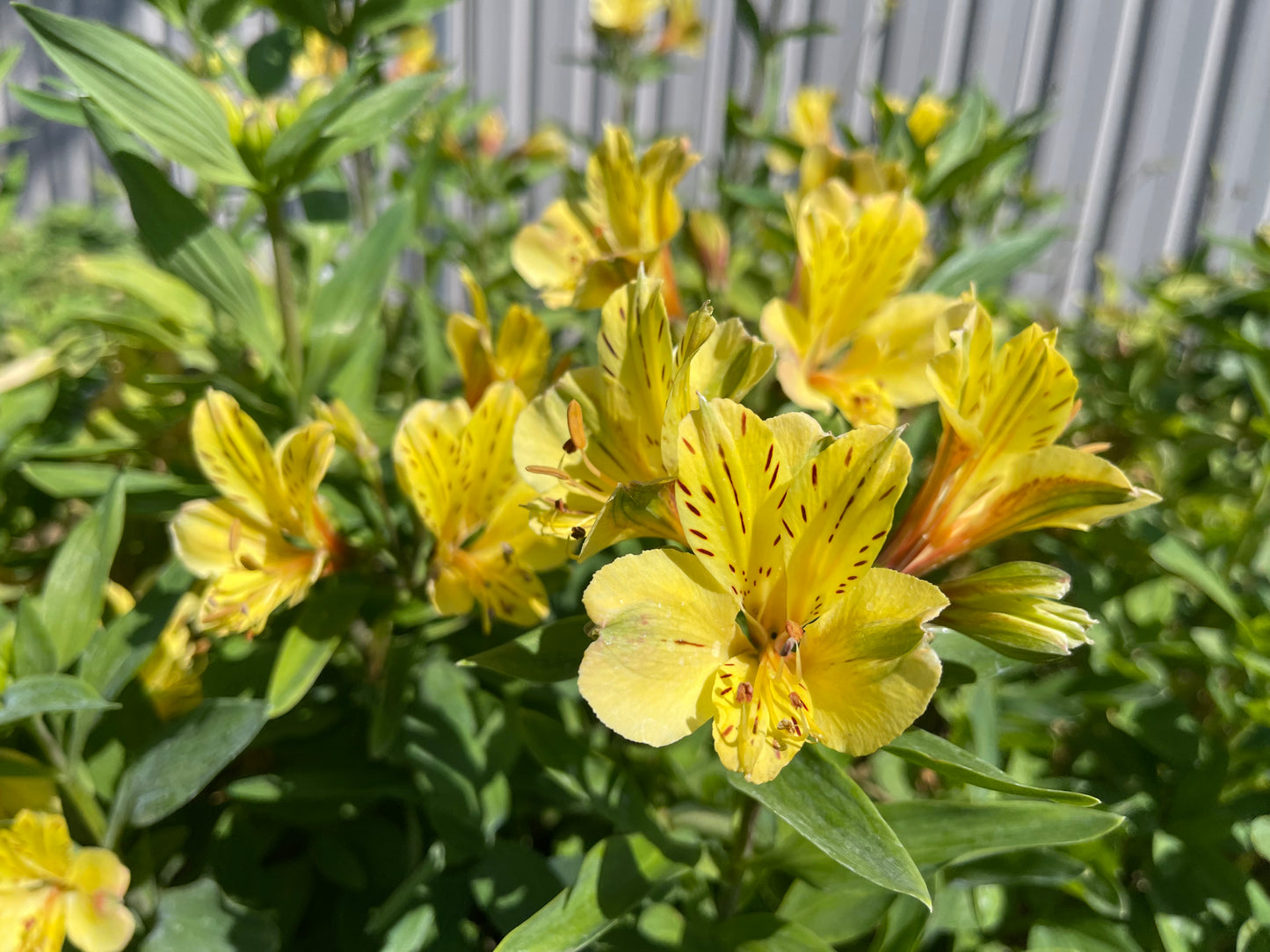 Alstroemeria 'Butterscotch'