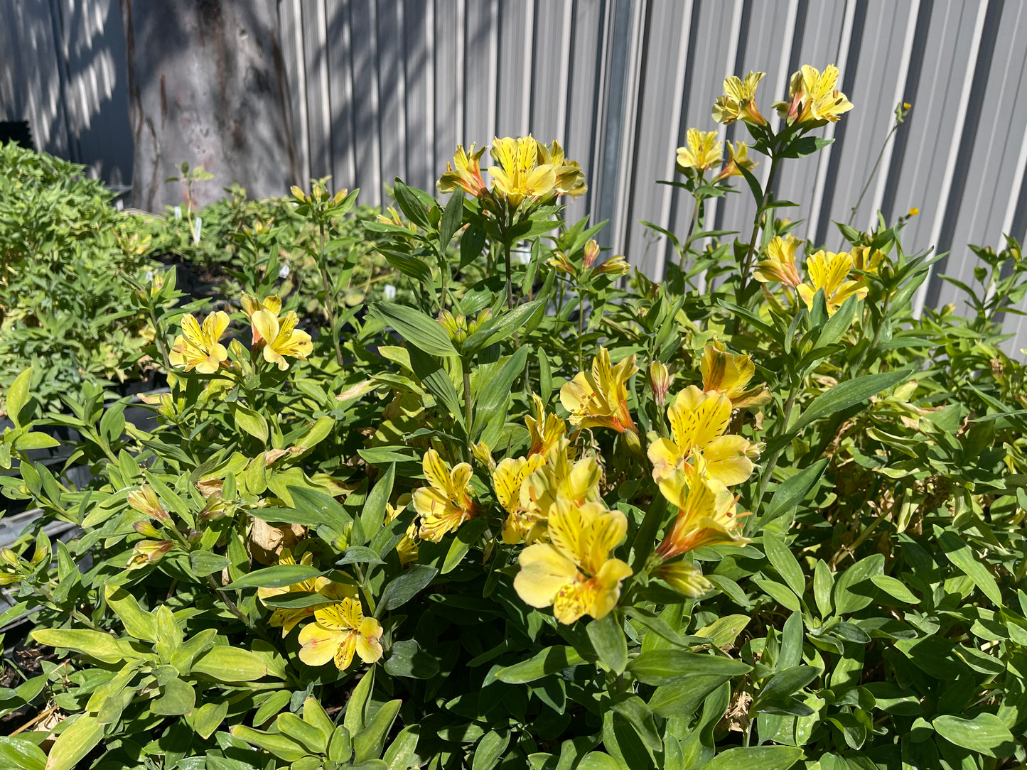 Alstroemeria 'Butterscotch'