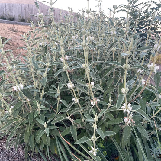 Phlomis purpurea 'Alba'